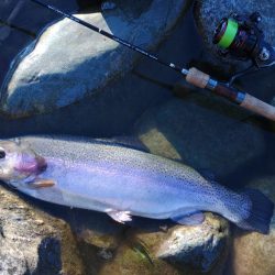 久しぶりの３０匹超え ～天竜川ルアーフライ専用区～